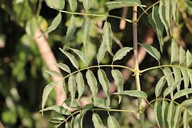 Image result for Podranea brycei