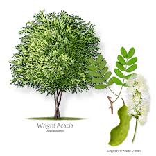 Image result for Acacia davyi