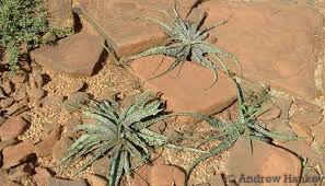 Image result for Ledebouria luteola
