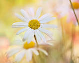 Sunshine Flowers Photograph by Sharon Lapkin - Fine Art America