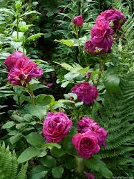 The plant is vigorous and large, making it suitable for shrub use or for training on pillars or posts, as suggested by gertrude jekyll. Munstead Wood Rose Photo Munstead Wood Rose Rose Photos Rose