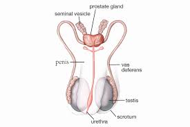 Female Male Reproductive System Organs Diagram Function