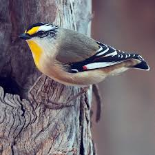 The Striated Pardalote Can Be Found Throughout Much Of Australia And Across This Range There Are Numerous Population Pet Birds Australian Birds Backyard Birds
