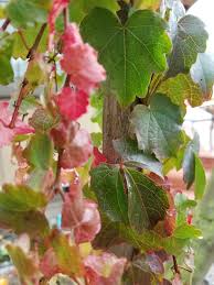 Image result for Parthenocissus