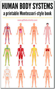 Human Body Systems Book Body Systems Human Body Unit Study Human Body Systems