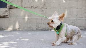 Step 2) anytime they start to pull, instantly pivot and start walking in the opposite direction. Good Leash Behavior How To Train Your Puppy Or Dog To Walk On A Leash Dogtime