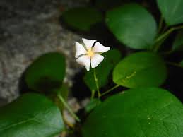 Image result for Cystostemon