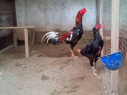 Ukuran kandang ayam joper ini dapat disesuaikan dengan besar kecilnya modal yang anda miliki. Bongkar Rahasia Cara Ternak Ayam Bangkok Aduan Juara