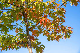 How To Grow Dark Oak Trees In Minecraft?