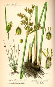 Image result for Schoenoplectus muriculatus