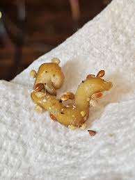 I found this on the bottom of my pet pigeons cage - is this ...