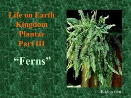 Water is required for fertilisation of seedless vascular plants therefore, they mostly favor a moist environment. The Seedless Vascular Plants Ferns And Their Relatives Ppt Video Online Download
