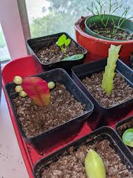 Image result for Euphorbia ramulosa