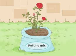 Generally garden soil should be well draining and nutrient rich. How To Prepare Soil For Roses 8 Steps With Pictures Wikihow