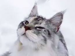 Pin On Fun Cat Videos