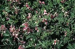 Image result for Indigofera ischnoclada