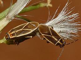 Image result for Agrocharis