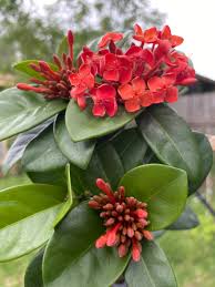Image result for Ixora coccinea