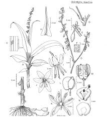 Image result for Chlorophytum amplexicaule