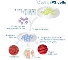 Chances are you've heard about stem cells and stem cell therapy before. Is It Time To Invest In Stem Cell Biotechs Seeking Alpha
