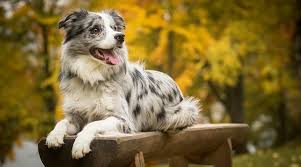 We did not find results for: Spotted Dog Breeds 21 Different Pups With Spotted Coats