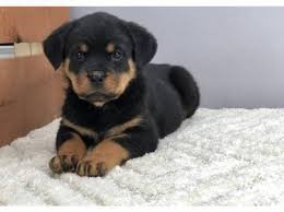 Box 1341, north wales, pa 19454 phone: Rottweiler Puppies For Sale Philadelphia 1818 Market St Lbby 100 Philadelphia Pa 19103 Animal Pet