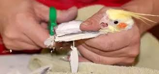 How to clip a budgie / parakeet/ parrots wingslast time making this video 😂 Is Clipping A Bird S Wings Painful For It Quora