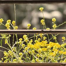 May 30th, 2021) about these results. Durchblick Durchs Fenster Jpg D Pixx De Forum
