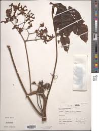 Image result for Myrianthus arboreus