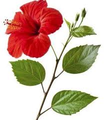 It was initially added to our. Gudhal Hibiscus Leaves 25 Fresh Leaves Amazon In Garden Outdoors