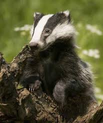 Pin Von Debbie Canter Auf Northwoods Wildlife Wilde Tiere Dachse Biber