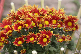 #1 of 10 things to do in milton. Way 2 Flowers Zirakpur Ho Florists In Zirakpur Chandigarh Justdial