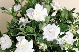 Clip three gardenia blooms just below the first set of leaves and place in a bud vase for a fragrant and natural decorative touch indoors. Gardenia Plant Care Growing Guide