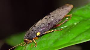 A roach's thorax houses the attachments for three pairs of legs and, if the roach has them, two anatomy of a cockroach leg. Cockroach Mimicking A Firefly The Stock Footage Video 100 Royalty Free 29707717 Shutterstock