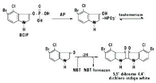 This is the main balticinv stock chart and current price. Chemical Reaction Of Nbt And Bcip Substrates With Alkaline Phosphatase Download Scientific Diagram