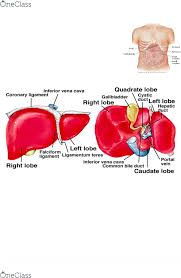 Check spelling or type a new query. Meds12002 Lecture Notes Fall 2018 Lecture 4 Hepatomegaly Wound Phosphatase