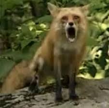 Image Result For Red Fox Screaming Fox Scream Red Fox Animal Cartoon Video