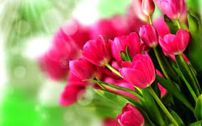We did not find results for: Immagini Di Fiori Di Tulipano Per Whatsapp Dp Fiore Sfondi Hd 1440x900 Wallpapertip