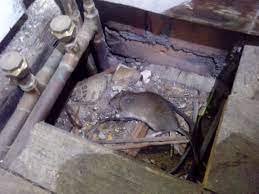 Nothing is worse than hearing scratching and gnawing beneath your floorboards late at night. Rats Hunts Cross Merseypest Pest Control Liverpool Wirral Warrington And Chester