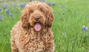 Doodle dog breeder in castle rock, co. Breeders Colorado Usa