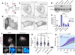 5) why do plant cells possess large sized vacuole ( 2 marks). Phosphatidylinositol 3 Kinase Independent Synthesis Of Ptdins 3 4 P2 By A Phosphotransferase Biorxiv