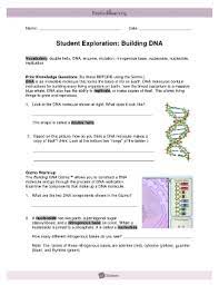 Double helix, dna, enzyme, lagging strand, leading strand, mutation, nitrogenous base, nucleoside, nucleotide, replication. Student Exploration Building Dna Fill Online Printable Fillable Blank Pdffiller