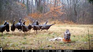 Turkey & turkey hunting's roots date back to a magazine called the turkey hunter, which was started more than 40 years ago. Turkey Turkey Hunting Home Facebook