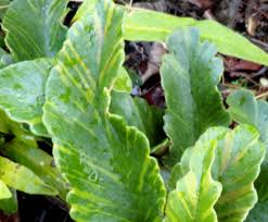 Image result for Pyrrosia