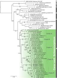 Image result for Carex runssoroensis