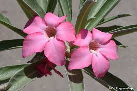 Image result for Adenium oleifolium