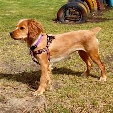 These pooches have curious, bright minds and are eager to please their owners, which always bodes well for training. Meet The Golden Cocker Retriever The Forever Puppy Animalso