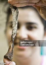 470 Cradle Of Humankind Stock Photos, High-Res Pictures, and Images