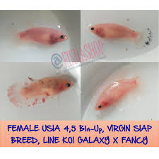 Karena pasarnya adalah kontes, tentunya banyak kelebihan yang di miliki ikan cupang besgel jenis ini, baik. Ikan Cupang Betta Plakat Female Cello Betina Line Koi Galaxy X Fancy Size S M Siap Breed Shopee Indonesia