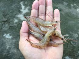 Live Shrimp In Hand Shrimp Fishing Pictures Kayak Fishing Shrimp